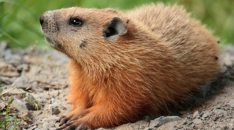 A photo of a groundhog.