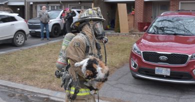 Firefighters rescue a cat.