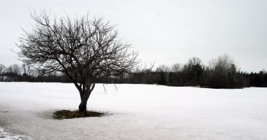 A photo of a tree in the snow.