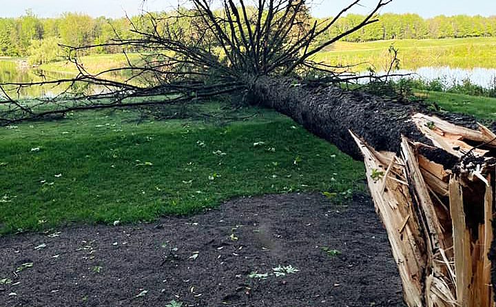 A photo of a fallen tree on the golf course.