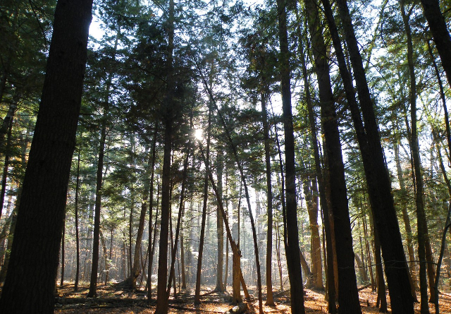 A photo of the forest of Gillies Grove.