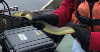 A photo of a man holding an American eel.