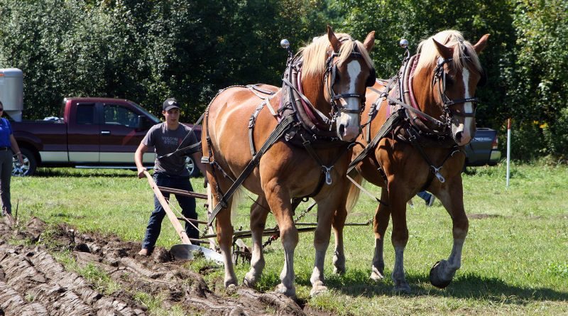 William Machabee of St. Albert skillfully handles his walking plow and team of Belgian draft horses winning the Jointer Plow Amateur and Best Plowed Land (20 years and under) classes at the Ottawa Carleton Plowing Match held Aug. 26-27 in Ashton.