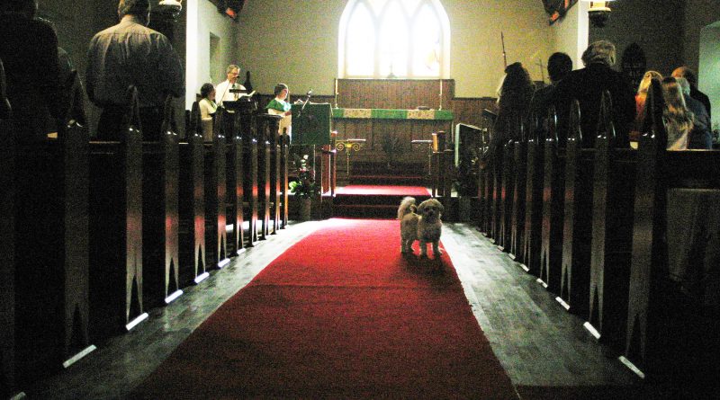 A photo of a dog in church.