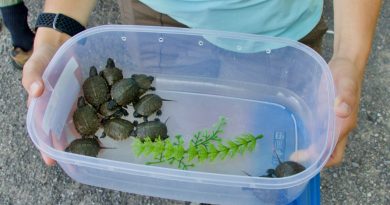 A photo of turtles in a tupperware container.