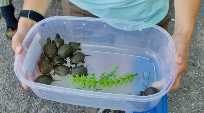 A photo of turtles in a tupperware container.