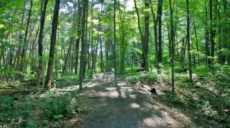 A photo of a Hidden Lake Park trail.