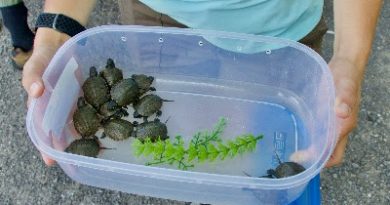 A photo of baby turtles.