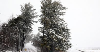 A photo of snowswept trees.