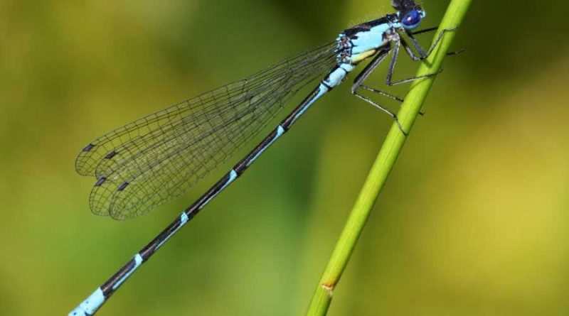 A photo of a dragonfly.