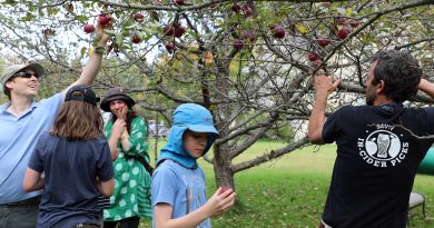 A man holds down a branch while others grab apples.