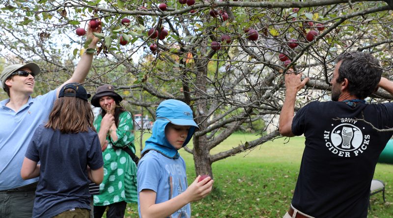 A man holds down a branch while others grab apples.