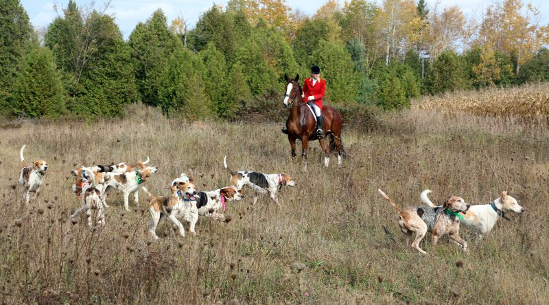 A man on a horse is surrounded by dogs.