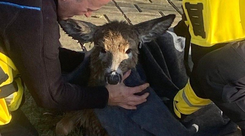 On Tuesday, Jan. 2, Ottawa firefighters rescued a deer trapped on an ice shelf after nearly drowning in Manotick. Firefighters were able to bring the deer to shore and help it recover from hypothermia. Courtesy the OFS