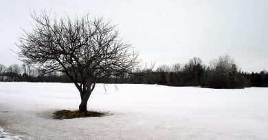A photo of a tree growing in the snow.