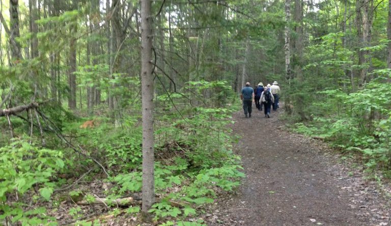 People walk on a forest trail.