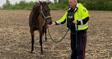 A police officer holds a filly.