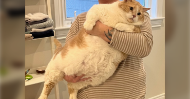 A photo of a fat cat.