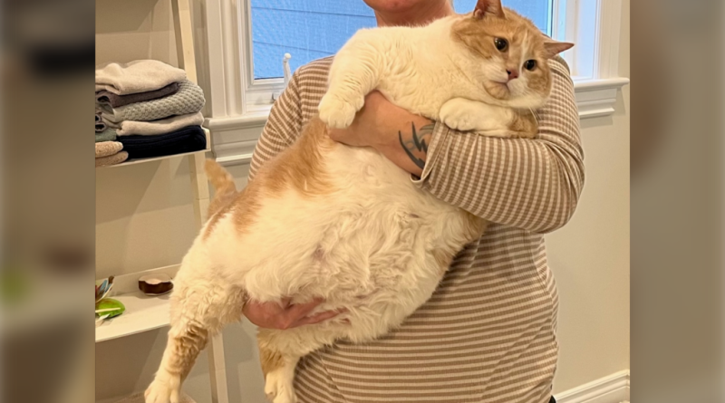 A photo of a fat cat.
