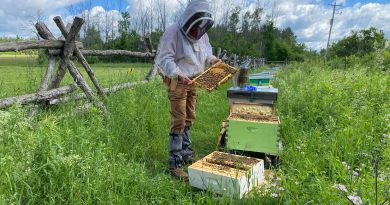 A beekeeper works on a hive.