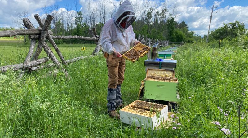 A beekeeper works on a hive.