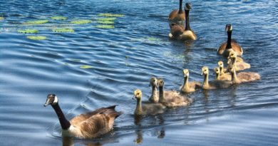 A photo of wood ducklings.