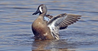 A duck lands on the water.