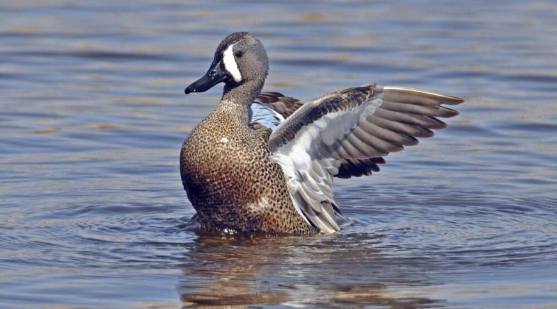 A duck lands on the water.