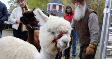 A man holds an alpaca.