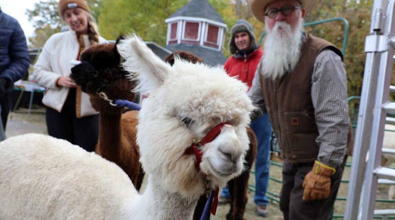 A man holds an alpaca.