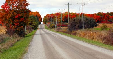 A photo of fall colours.