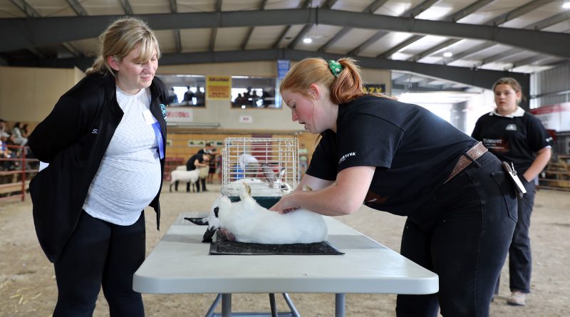 A woman shows off a bunny to a jjudge.