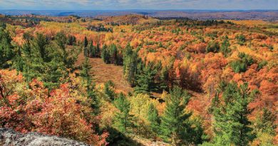 A photo of the tree canopy of Blueberry Mountains.