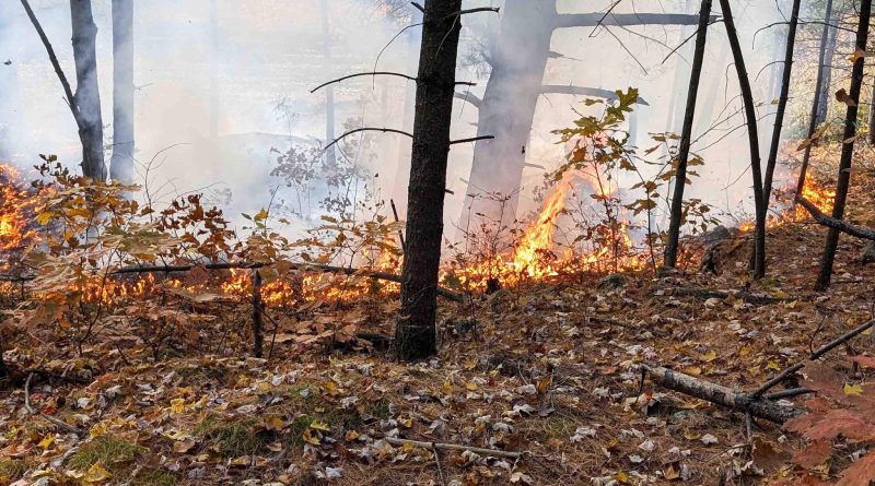 A photo of a bush fire.