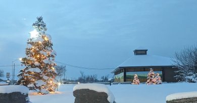 A brightly lit tree in Dunrobin.