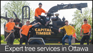 An ad for Capital Timber. Click the ad to be taken to their screen readable website.