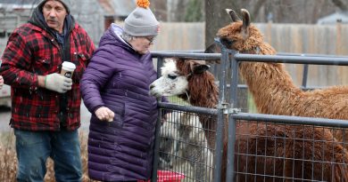 A person feeds a llama.