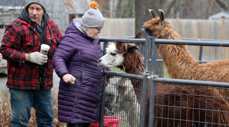 A person feeds a llama.