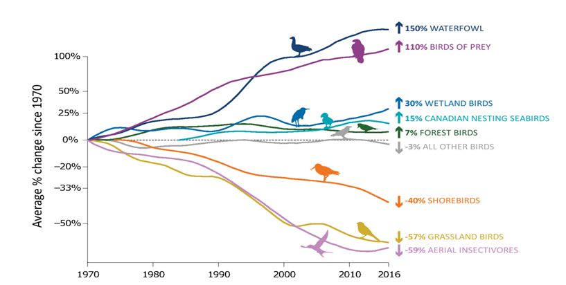 A graph of bird populations through the years.