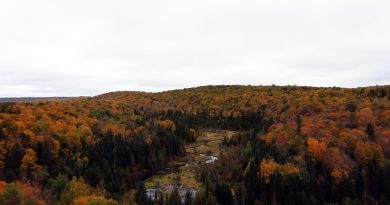 A landscape of a forest.