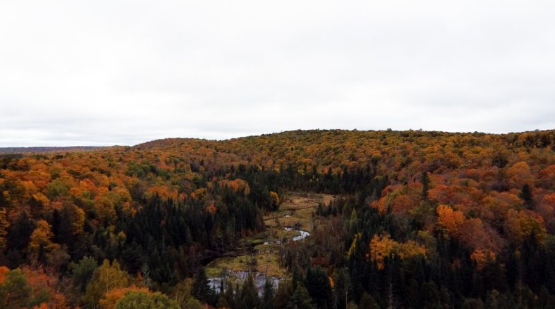 A landscape of a forest.