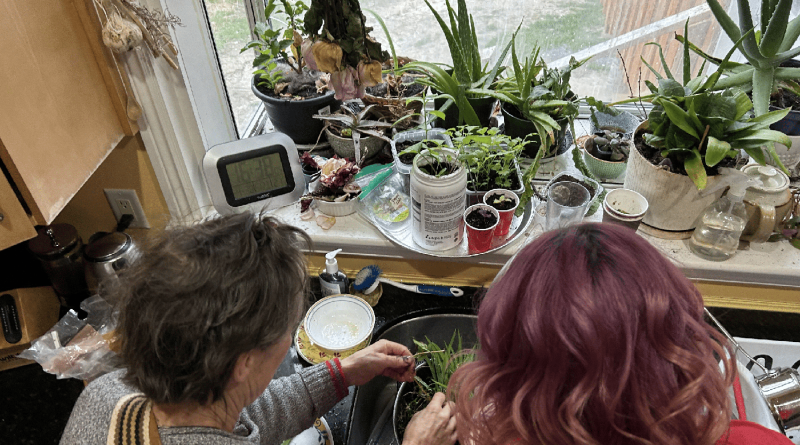 Two people clean plants.