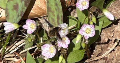 A photo of wildflowers.