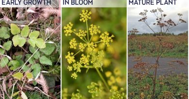 a photo of three stages of wild parsnip.