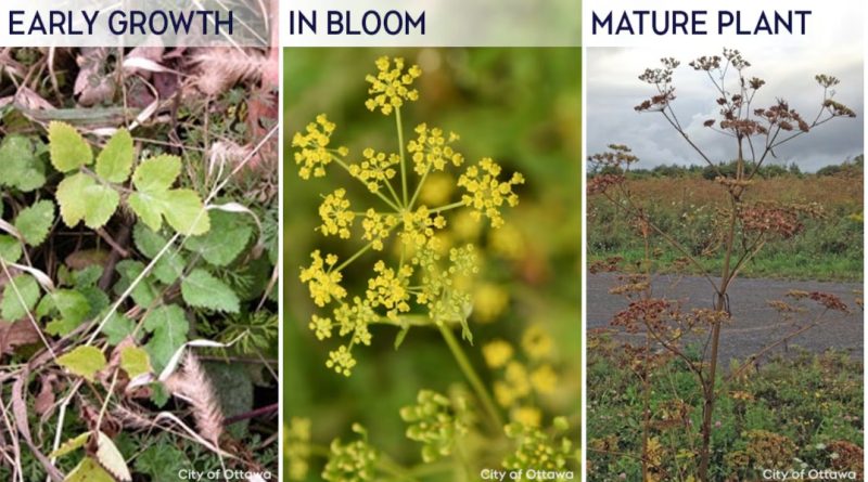 a photo of three stages of wild parsnip.