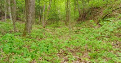 A photo of a forest.