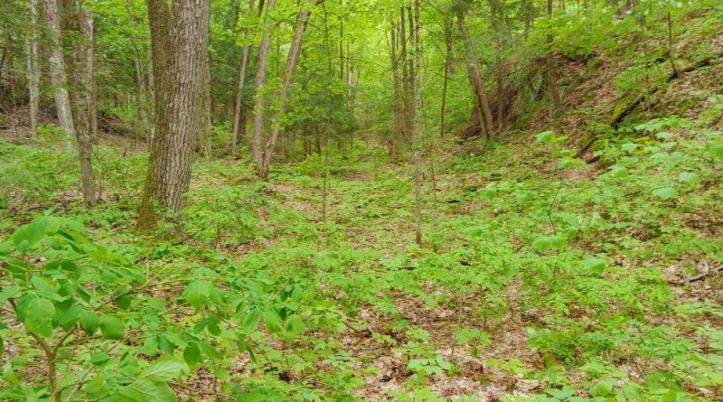 A photo of a forest.