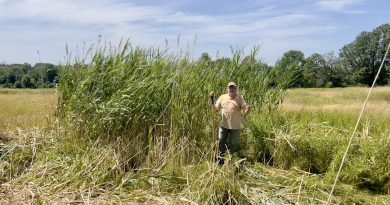 A photo of a man in front of weeds.