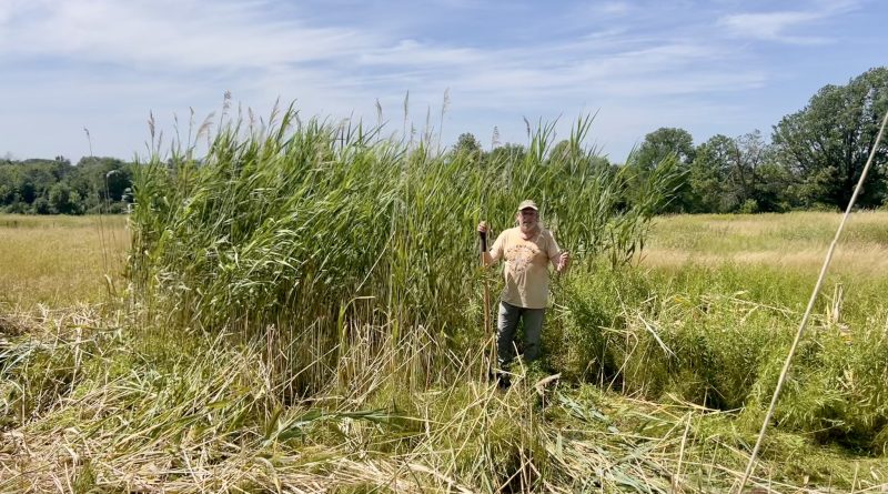 A photo of a man in front of weeds.