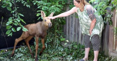 A woman pets a moose.